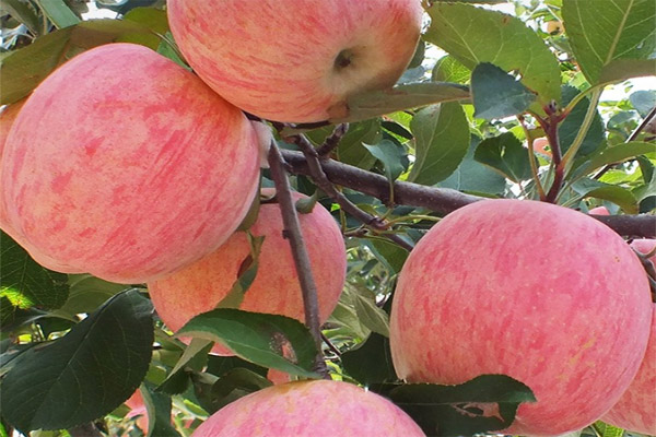 蘋果顏色分級用標準光源箱