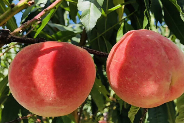 標準光源箱評定桃子的顏色