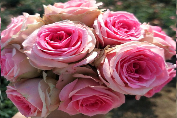 在標準光源條件下評定月季花的顏色